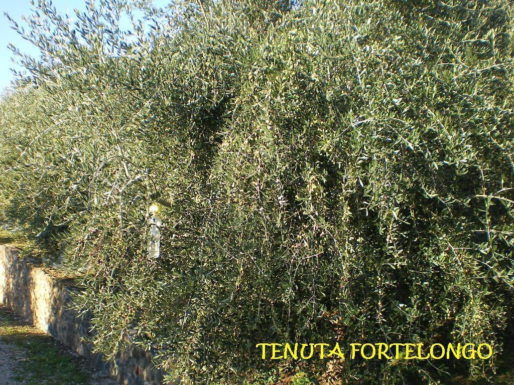 Tenuta Fortelongo Fara Vicentino Ngoại thất bức ảnh