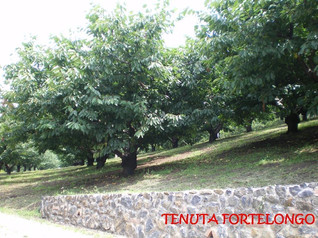 Tenuta Fortelongo Fara Vicentino Ngoại thất bức ảnh